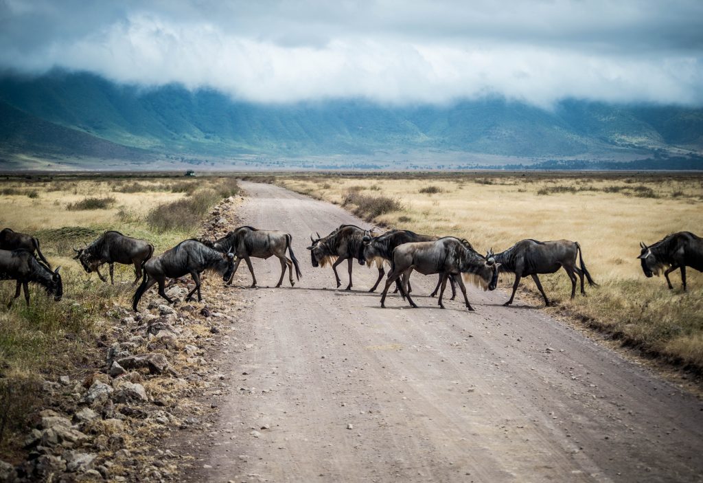 A herd of cattle walking down a dirt road

Description automatically generated